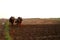 Silhouette of a farmer plows his field with a pair of Buffalo in preparation planting in India