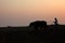 Silhouette of a farmer plows his field with a pair of Buffalo in preparation planting in India