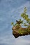 Silhouette of Female duck up a tree