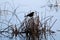 A silhouette of a female yellow headed blackbird in the morning