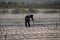 Silhouette of a fieldworker walking on a plastic wrapped field being watered