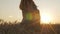 Silhouette figure of happy pregnant red-haired young woman in dress standing in ripe wheat field enjoying sunset embrace her belly