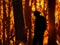 Silhouette of firefighter in a wildfire with burning trees.