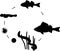 Silhouette of fish life cycle. Sequence of stages of development of perch Perca fluviatilis freshwater fish