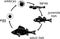 Silhouette of fish life cycle. Sequence of stages of development of perch Perca fluviatilis freshwater fish