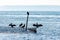 Silhouette of five cormorants sitting at the top of a rod and a flue