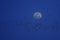 Silhouette of flock  birds migrating flying in front of moon against blue night sky