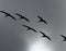 Silhouette of a flock of brown pelicans flying over the gray stormy sky