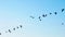 Silhouette of flock of Canada Geese, Branta canadensis, flying away from lake and toward the sun light