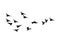 Silhouette Flock of Flying Birds. flying birds on white background. vector illustration