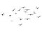 Silhouette Flock of Flying Birds. flying birds on white background. vector illustration