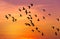Silhouette flock of lesser whistling duck Dendrocygna javanica flying on sunset