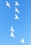 Silhouette of a flock of pigeons on blue sky