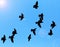 Silhouette of a flock of pigeons on blue sky