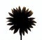 silhouette of a flower