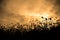 Silhouette flower fields nearing the sunset with a golden sky.