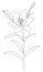 Silhouette of a flower. Lily on the stem and leaves in a modern trendy style with one line. Solid line, outline for decor, posters