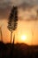 Silhouette of flowering spike at sunrise