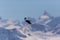 Silhouette of flying alpine chough bird Pyrrhocorax graculus