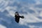 Silhouette of flying alpine chough bird Pyrrhocorax graculus