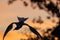 Silhouette of flying common tern. Flying common tern on the sunset sky background.