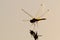 Silhouette of flying dragonfly at contrast lightening