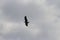 Silhouette of a flying eagle upon the sky with tue wide open wings. Feathers, legs and the open mouth is glorifying the picture