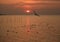 Silhouette of Flying Seagull against Sunrise Sky and the Sea, Gulf of Thailand