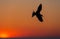 The silhouette of a flying tern .
