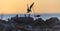 The silhouette of a flying tern against the red sunset sky. Dramatic Sunset Sky. The Common Tern