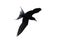The silhouette of a flying tern . White background. The Common Tern Scientific name: Sterna hirundo.