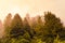 Silhouette of  forested himalayas mountain slope with the evergreen conifers shrouded in misty landscape view from prashar lake