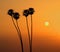 Silhouette of four Mexican fan palm trees at sunset with the sun visible