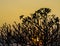 Silhouette of Frangipani tree branch with sunset sky