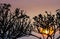 Silhouette of Frangipani tree branch with sunset sky