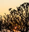 Silhouette of Frangipani tree branch with sunset sky