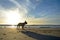 Silhouette of a French Bulldog dog against beautiful sunset on sand beach on vacations