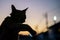 Silhouette front view photo of cat