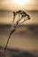 Silhouette of a frosty plant in the winter