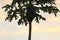 Silhouette of a fruitful papaya tree with a light yellow sky background.