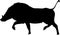 Silhouette of a funny moving standing warthog