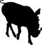 Silhouette of a funny moving standing warthog