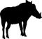 Silhouette of a funny moving standing warthog