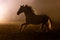 Silhouette of a galloping Andalusian horse with waving manes in a orange smokey atmosphere, against the light with smoke and a