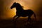 Silhouette of a galloping Andalusian horse with waving manes in a orange smokey atmosphere, against the light with smoke and a