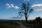 Silhouette of the gandioso tree next to the maritime coast