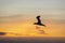 Silhouette gannet bird in flight at sunset, Muriwai beach, Auckland