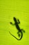 Silhouette of a gecko lizard on a green tropical leaf