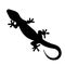 Silhouette of gecko, lizard on white background.