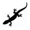 Silhouette of gecko, lizard on white background.